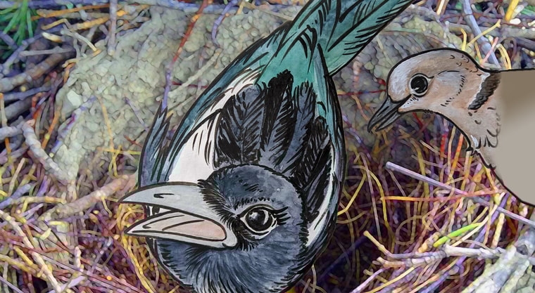 Гніздо сороки